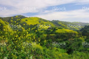 Whittier California Grassy Spring Hill Background